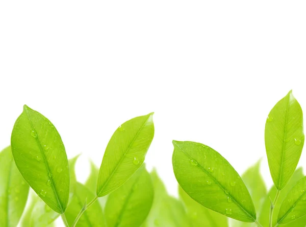 Gröna blad med droppar vatten isolerad på vit bakgrund — Stockfoto
