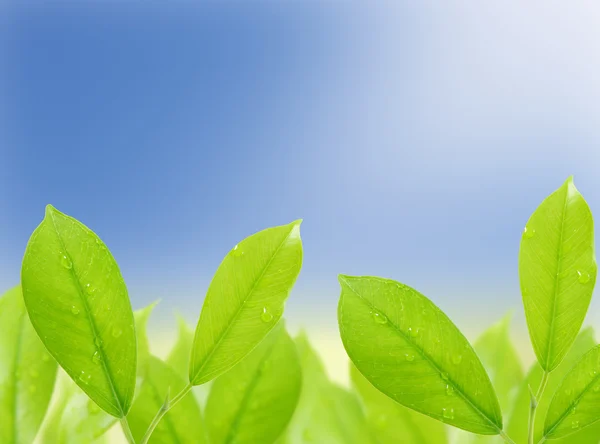 Folha verde com gotas de água com fundo natural — Fotografia de Stock