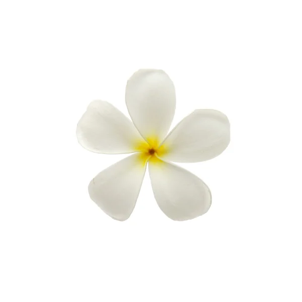 Тропічні квіти франгіпані (плюмерія) ізольовані на білому — стокове фото