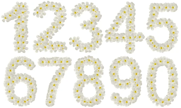 Σύνολο αριθμοί φιαγμένοι από τροπικά λουλούδια frangipani (plumeria) — Φωτογραφία Αρχείου