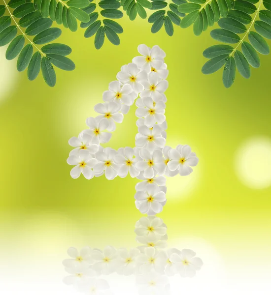 Numbers four made of tropical flowers frangipani (plumeria) — Stock Photo, Image