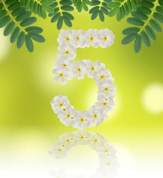 Numbers five made of tropical flowers frangipani (plumeria) — Stock Photo, Image