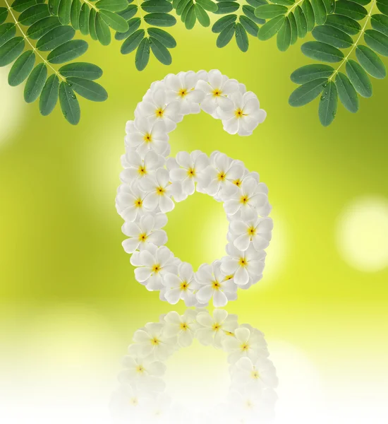 Numbers six made of tropical flowers frangipani (plumeria) — Stock Photo, Image