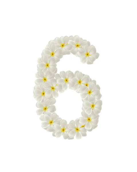 Numbers six made of tropical flowers frangipani(plumeria) — Stock Photo, Image
