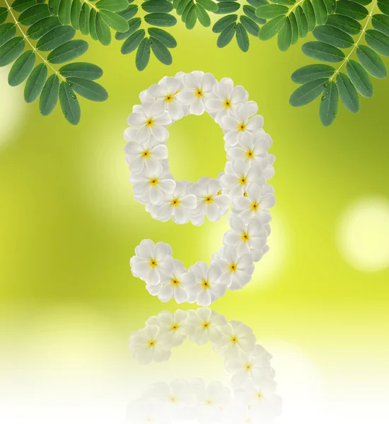 Numbers nine made of tropical flowers frangipani (plumeria) — Stock Photo, Image