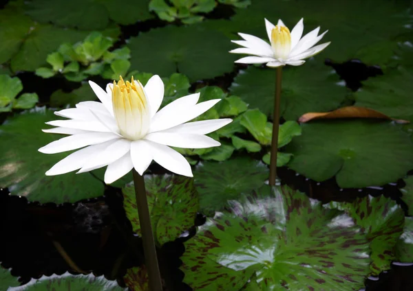 Weißer Lotus — Stockfoto