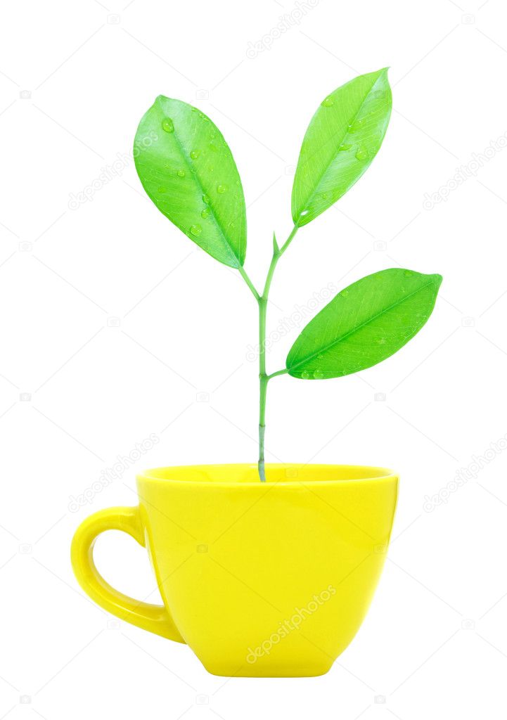 Trees growing in a cup isolated