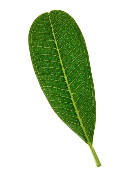 Zielony liść izolowany na białym — Zdjęcie stockowe