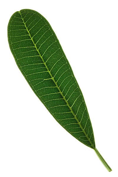 Green leaf isolated on a white — Stock Photo, Image