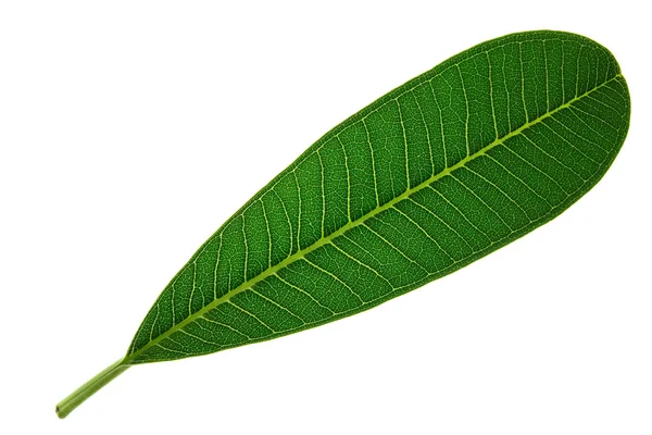 Πράσινο φύλλο απομονωμένο σε λευκό φόντο — Φωτογραφία Αρχείου