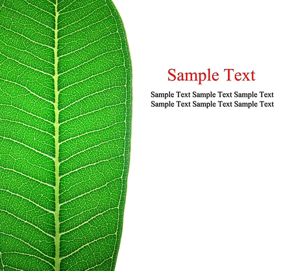 Крупним планом на текстурі зеленого листя на білому тлі — стокове фото