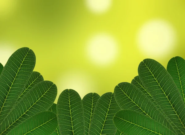Folha verde com fundo natural — Fotografia de Stock