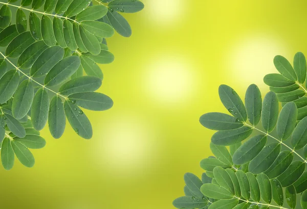 Doğal kökenli su damlaları ile yaprak yeşil — Stok fotoğraf