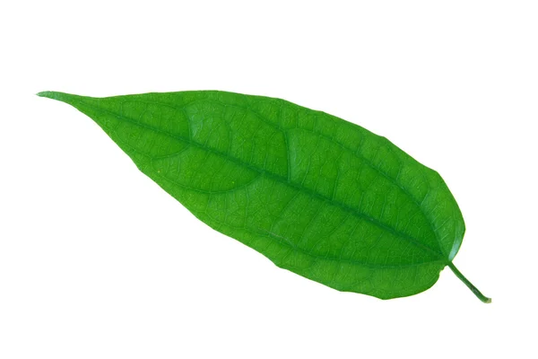 Folha verde isolada em um branco — Fotografia de Stock