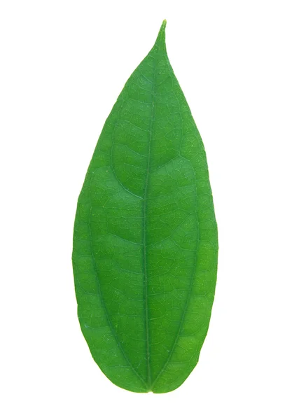 Folha verde isolada em um branco — Fotografia de Stock