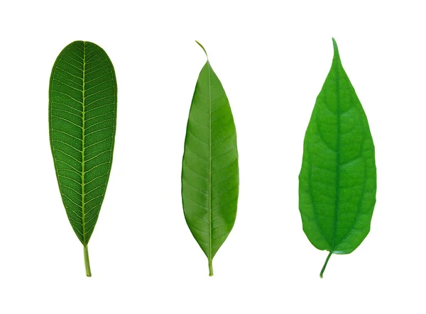 Set van groene blad geïsoleerd op een witte — Stockfoto