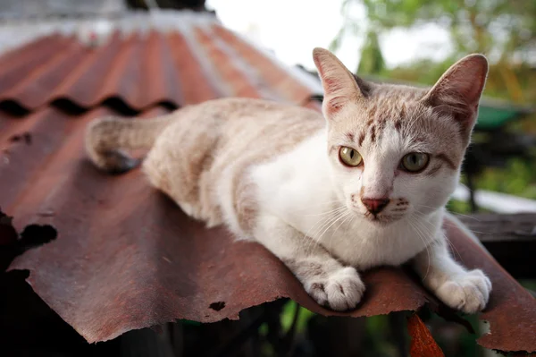 Bebé gatos en el techo — Foto de Stock
