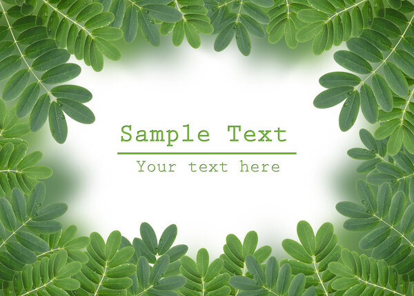 Green leaf with drops of water on white background