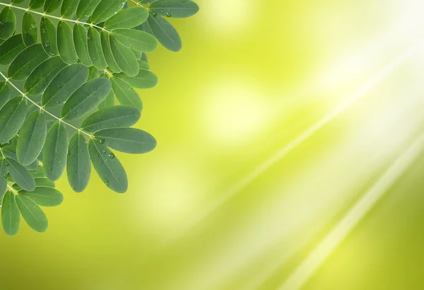 Gröna blad med droppar vatten med naturlig bakgrund — Stockfoto