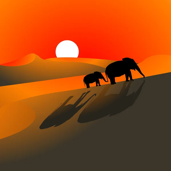 Il tramonto degli elefanti nel deserto — Foto Stock