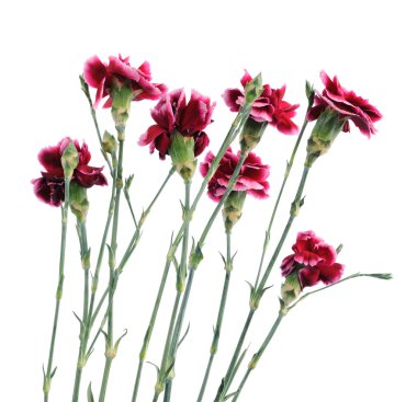 Delicate little flowers carnations isolated on white background clipart