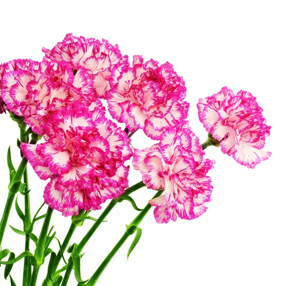 カーネーションの白のお祝い花束に分離 — ストック写真