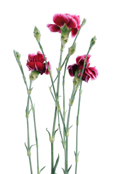 섬세 한 작은 흰색 배경에 고립 된 카네이션 꽃 — 스톡 사진
