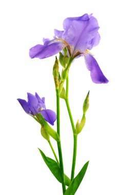 Beautiful iris flower isolated on the white clipart