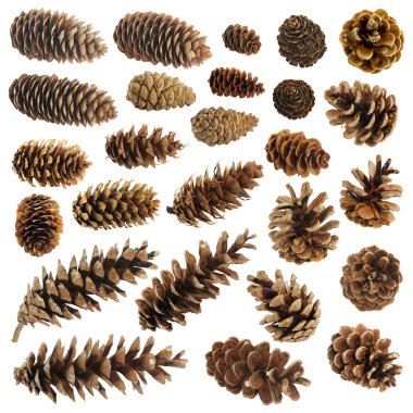 Big set of cones various coniferous trees isolated on white clipart