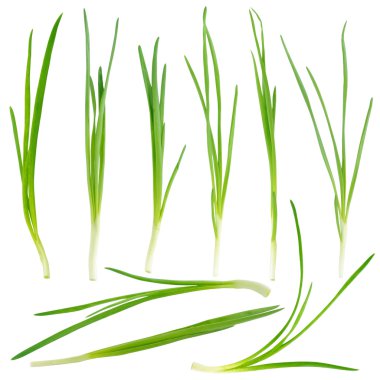 Young green onion set isolated on white clipart