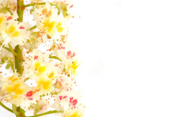 Baharda kestane çiçeği — Stok fotoğraf