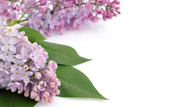 Background with lilac — Stock Photo, Image