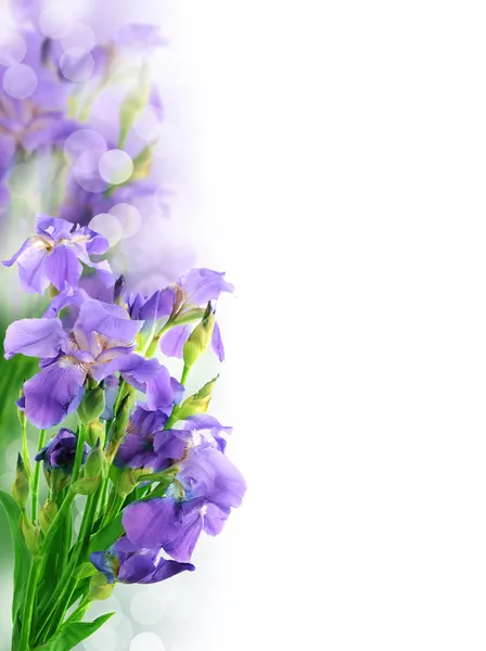 Vackra iris blomma bakgrund Royaltyfria Stockbilder