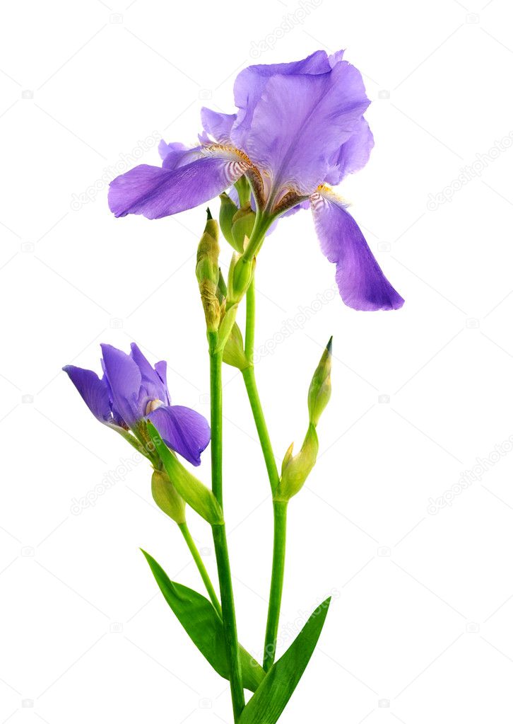 Iris flor azul fotos de stock, imágenes de Iris flor azul sin royalties |  Depositphotos
