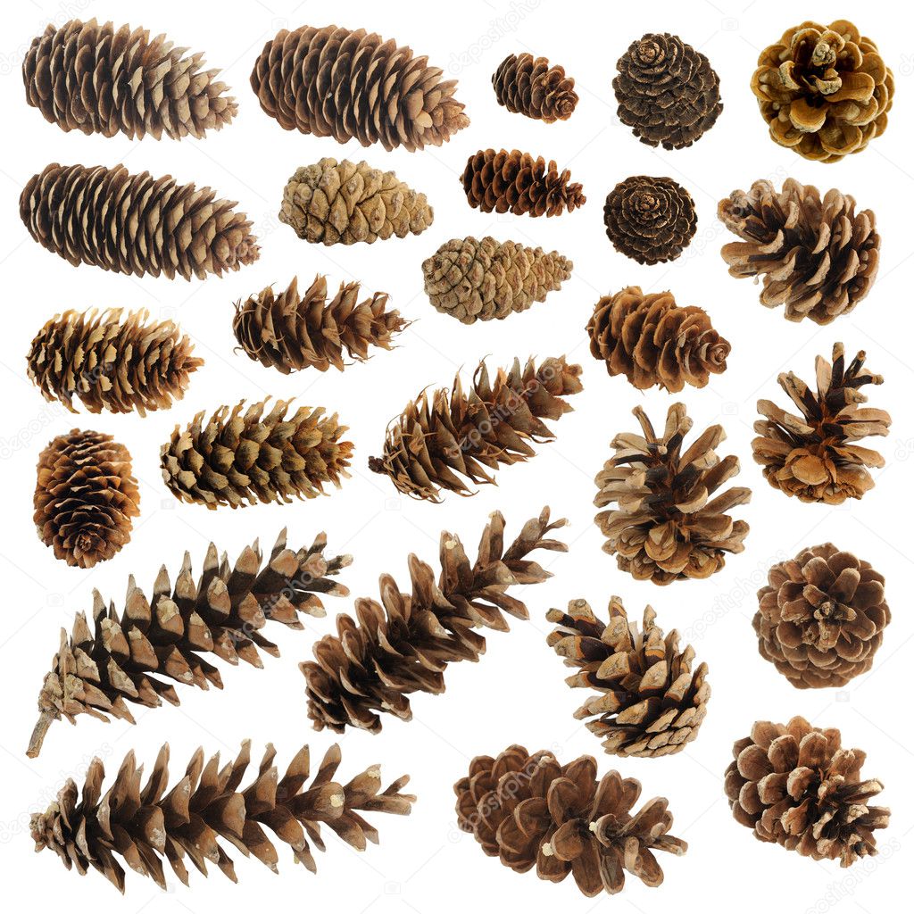 Big set of cones various coniferous trees isolated on white