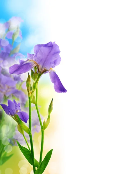 Mooie iris bloem achtergrond — Stockfoto