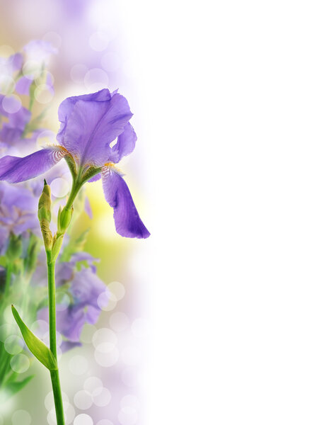 Beautiful iris flower background