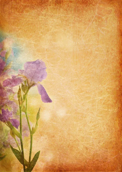 Vintage bakgrund med iris — Stockfoto
