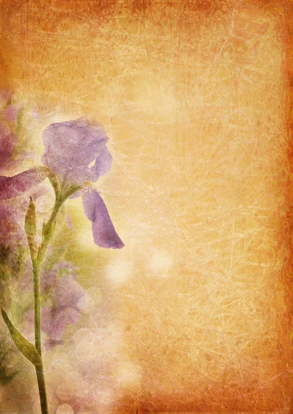 Iris ile antika arka plan — Stok fotoğraf
