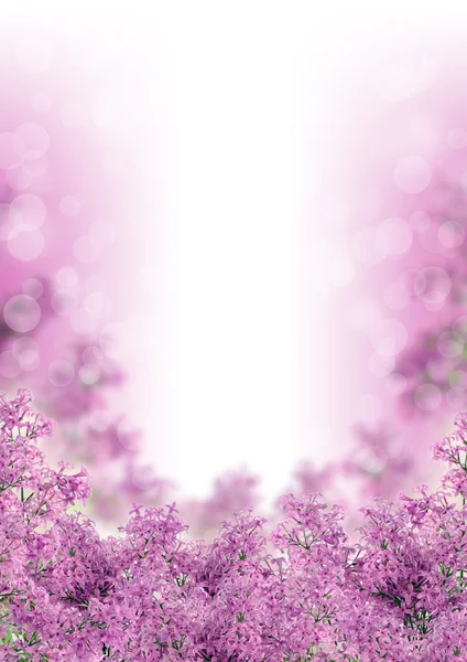 Lindas flores lilás primavera fundo — Fotografia de Stock