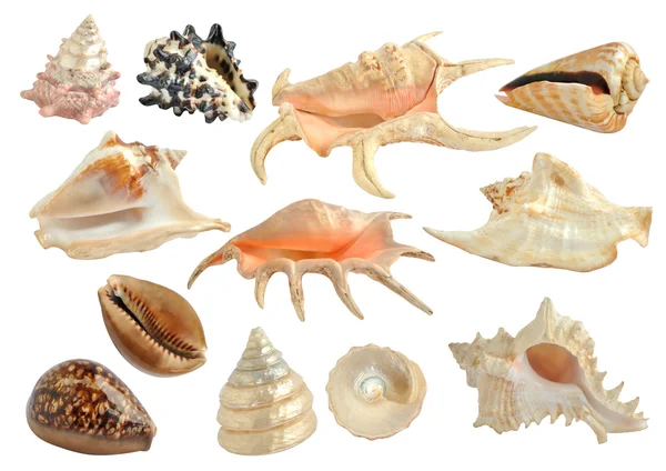 stock image Set of sea shells isolated