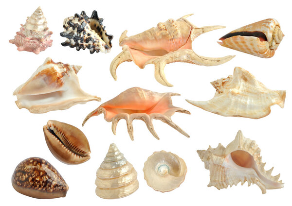 Set of sea shells isolated