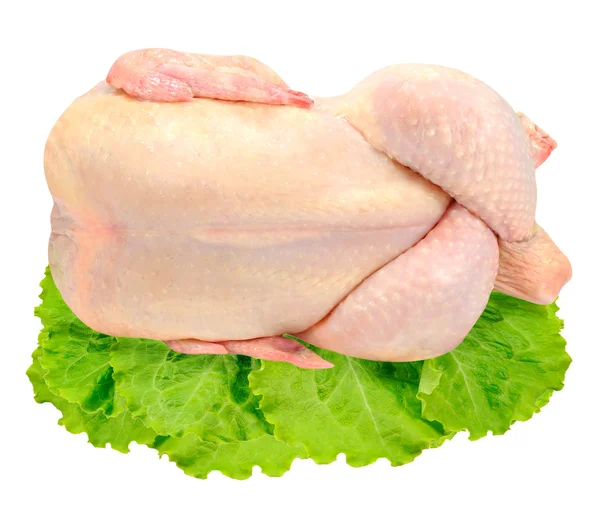Verse kip op geïsoleerde Sla — Stockfoto