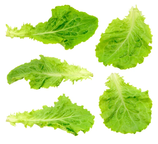 緑のサラダ葉の分離したセット ロイヤリティフリーのストック画像