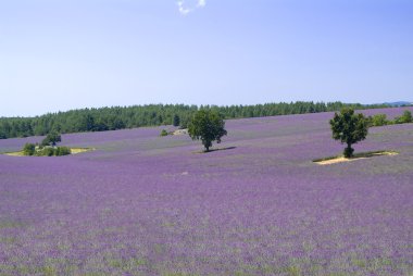 Provance lavanta alan