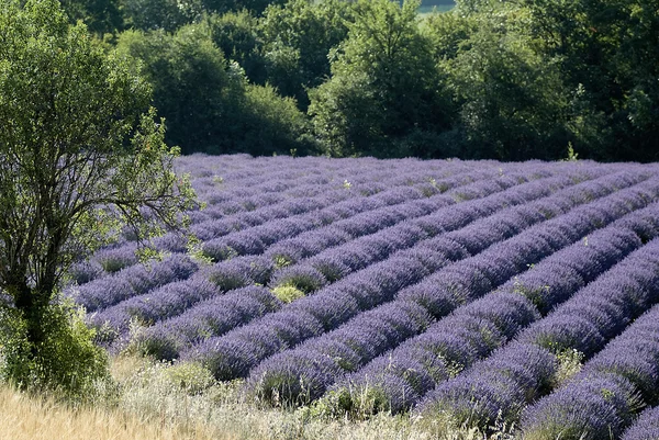 stock image Provance lavander field