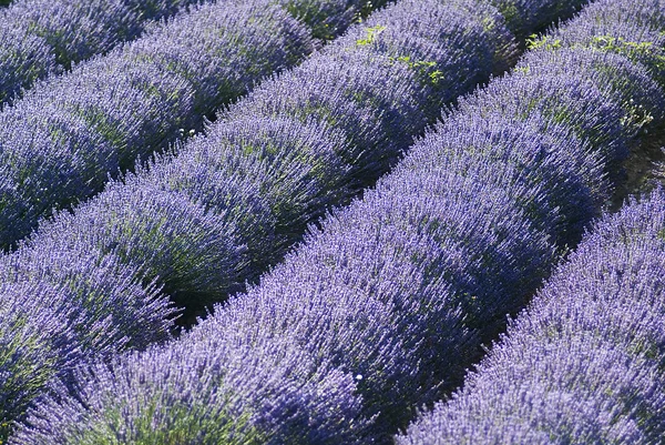Provance Lavendel veld — Stockfoto