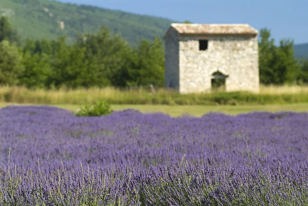 stock image Provance lavander field