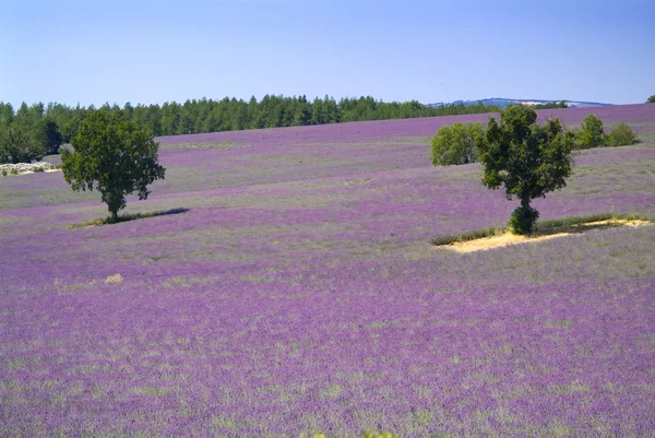 stock image Provance lavander field