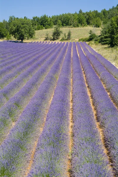 stock image Provance lavander field